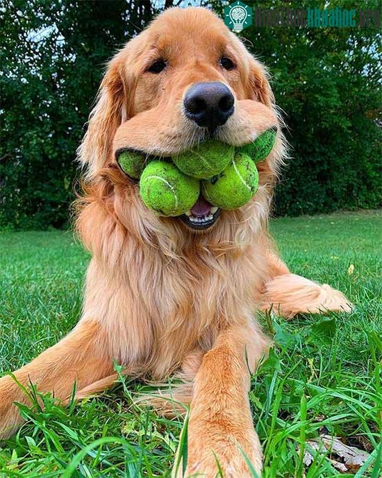 Chú chó Finley Molloy ngậm một lúc 6 quả bóng tennis