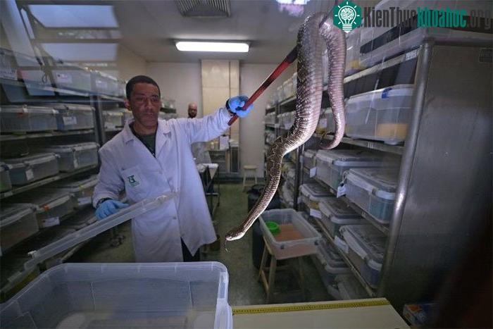Nọc độc được chiết xuất từ mỗi con rắn mỗi tháng một lần trong quy trình phức tạp và nguy hiểm.