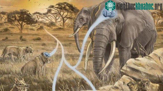 Những loài có "não lớn" đã đạt được tỷ lệ của riêng mình theo những cách khác nhau.&nbsp;