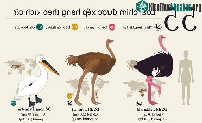 Phân loại kích cỡ các loài chim