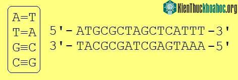 Những virus có bộ gene "ngoài hành tinh" sẽ khiến sách giáo khoa sinh học phải được viết lại ảnh 0