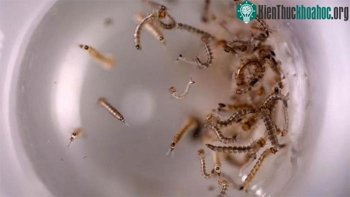 Ấu trùng muỗi biến đổi gene sẽ được thả ở Mỹ.