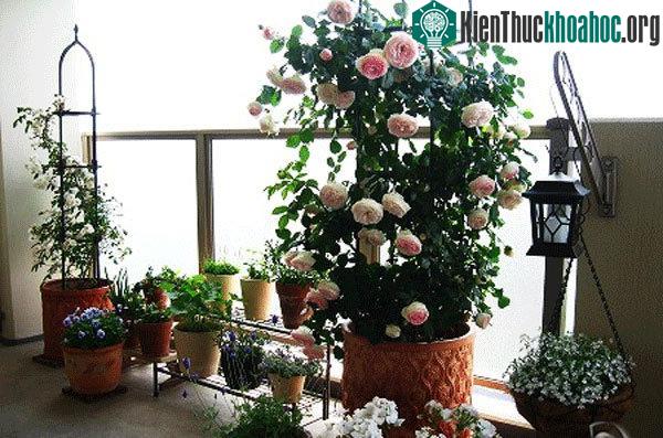 Trước khi trồng cần bón lót cho cây bằng một trong loại phân hữu cơ.