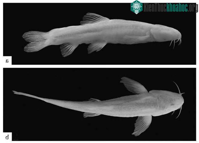 Cận cảnh loài cá Scaphesthes macrolepis.