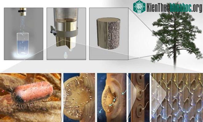 Bộ lọc từ gỗ có khả năng loại bỏ một số vi khuẩn như E. coli và rotavirus