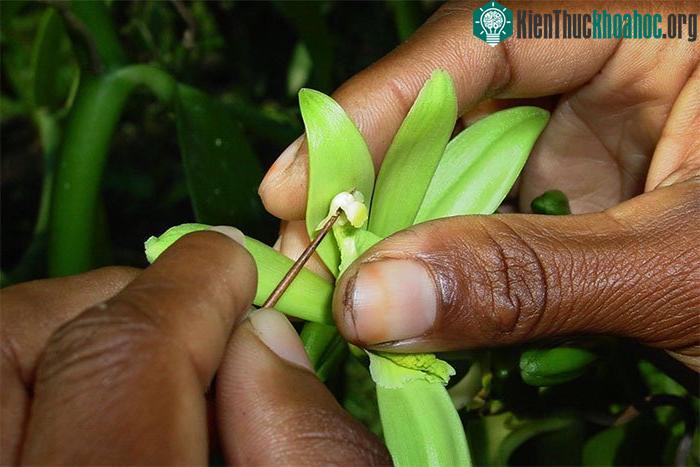 Vani - Loại hương liệu đắt thứ 2 thế giới với cái giá đầy biến động ảnh 1