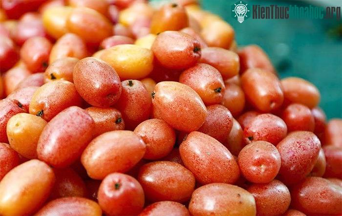 Quả nhót và rễ, lá của loài cây này có thể sử dụng dưới dạng thuốc sắc uống hàng ngày để chữa bệnh.