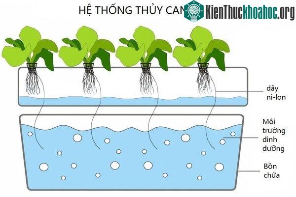 Một hệ thống thủy canh cơ bản.