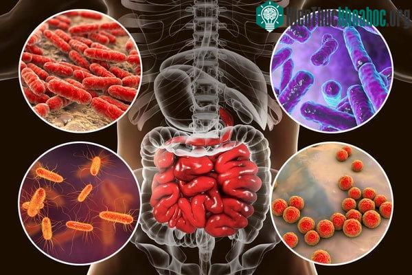 Hệ vi sinh vật được nghiên cứu nhiều nhất là hệ vi sinh vật đường ruột.