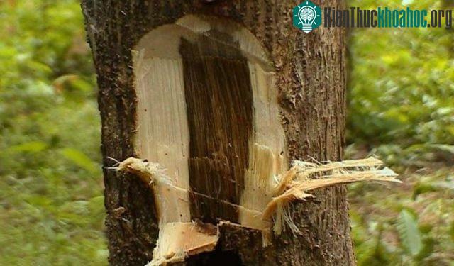 Đa số trầm hương hiện nay được nuôi cấy tạo, không phải trầm hương tự nhiên.