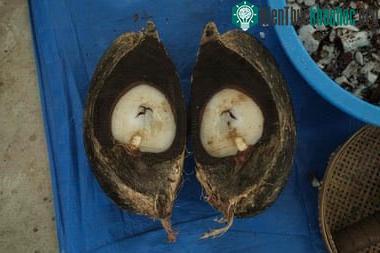 Phần nhân bên trong vỏ hạt coco de mer được chế biến riêng để bán ở Đông Á
