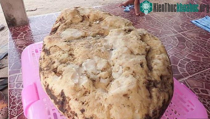 Bãi nôn ước tính có giá khoảng 260.000 USD.