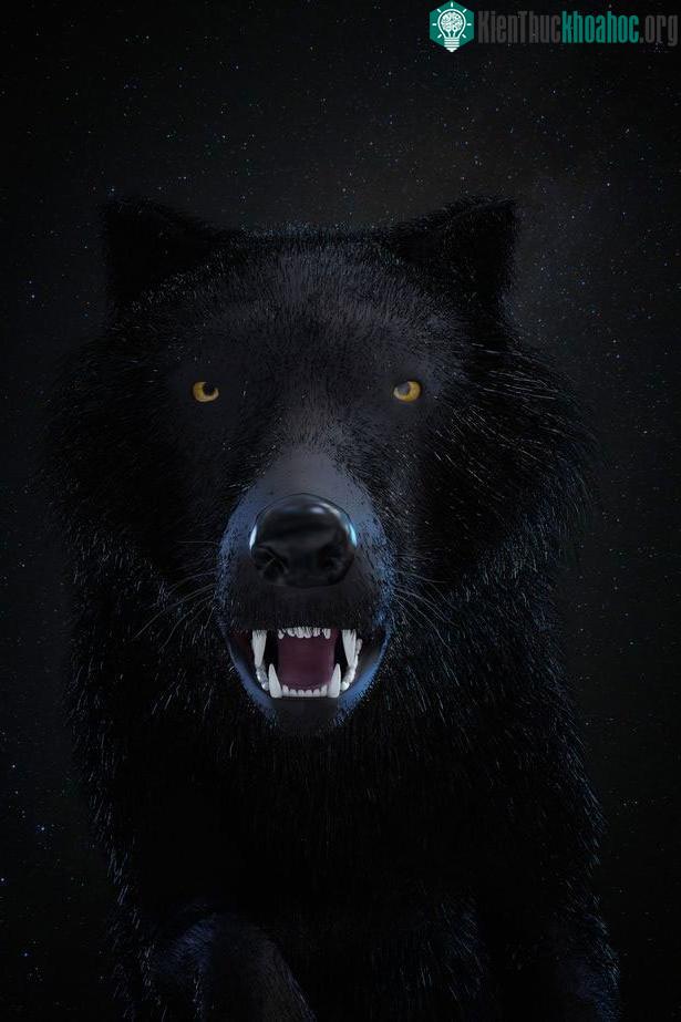 Câu chuyện kỳ quái về "người chó" ám ảnh một người đàn ông cả cuộc đời ảnh 1
