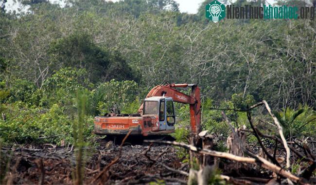 Phá rừng nguyên sinh ở Indonesia