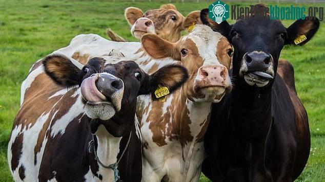 Theo các nhà nghiên cứu, trâu, bò chiếm một nửa lượng khí thải methane của chăn nuôi toàn cầu.