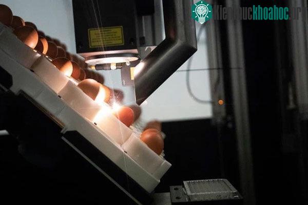 Những quả trứng được phân loại là gà mái sẽ tiếp tục được ấp để nở