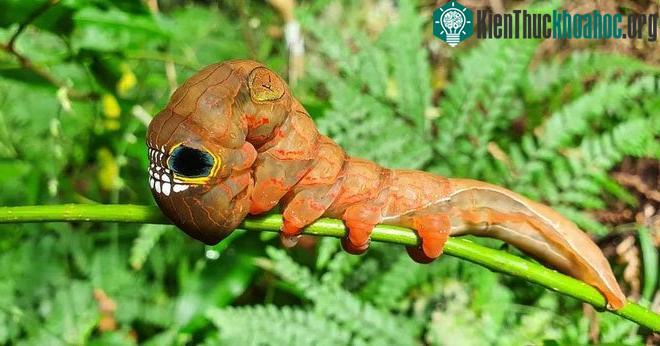 Khi chúng mới nở lần đầu tiên, sâu bướm có màu nâu nhạt.