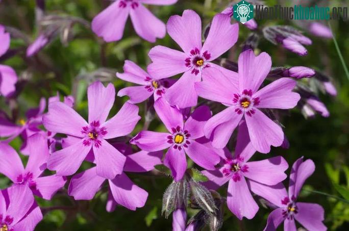 Hoa phlox