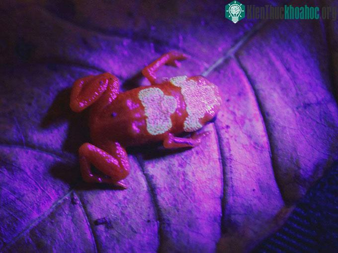 Cóc bí ngô phát sáng màu xanh lá cây dưới tia UV