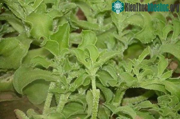 Chất Pinitol có trong rau giúp cải thiện tình trạng xơ cứng động mạch và gan nhiễm mỡ.