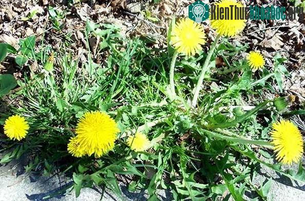 Cây thuốc bồ công anh có tới 3 loại khác nhau.