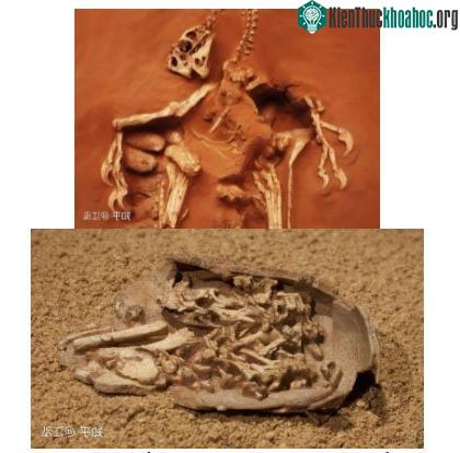 Phát hiện loài "động vật hai ngón" chuyên ăn cắp trứng khủng long ảnh 1