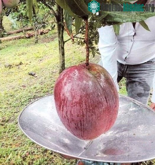Gia đình Germán Orlando Novoa Barrera đã ăn mừng bằng cách chia nhau ăn hết quả xoài
