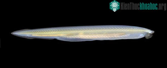 Có hơn 66.000 loài động vật trong bộ Phylum Chordata.