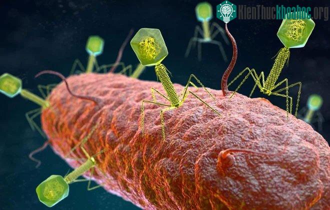 Các vi khuẩn thường phát triển những cơ chế nhận diện được RNA của virus.