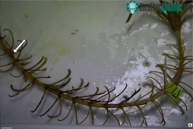 Toàn bộ thân huệ biển, với mũi tên chỉ vị trí của polyp Metridioidea.