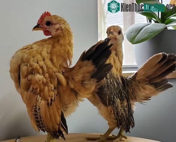 Giống gà Serama có kích thước nhỏ nhưng thân hình vạm vỡ