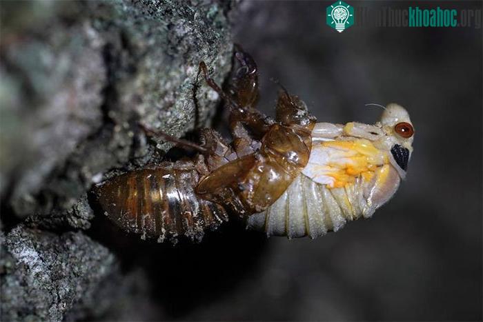 Một con ve sầu lột xác trên cây sồi.