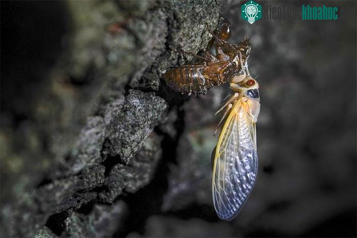 Một con ve sầu nghỉ ngơi sau khi lột xác.