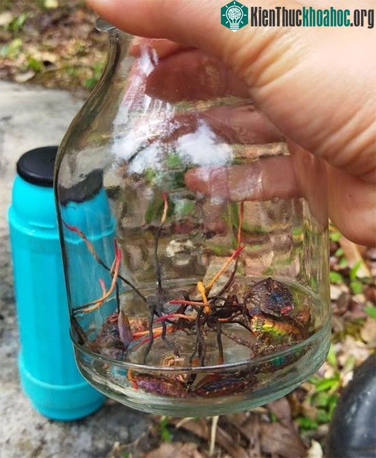 Mẫu đông trùng hạ thảo bọ xít được thu thập nghiên cứu tại Vườn quốc gia Hoàng Liên.