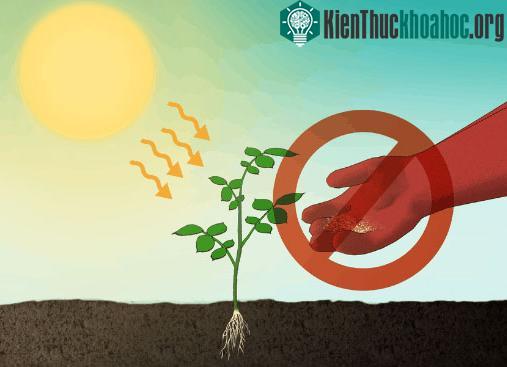 Không được bón phân lúc nắng nóng hay buổi trưa.