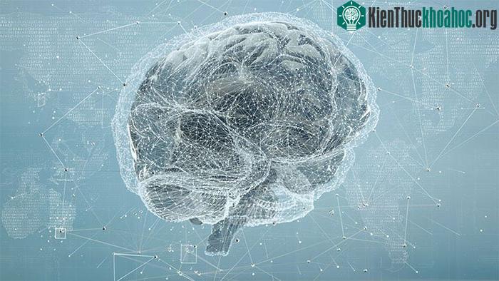 Bộ não con người một hệ thống phức tạp mà không máy tính điện tử nào có thể sánh nổi