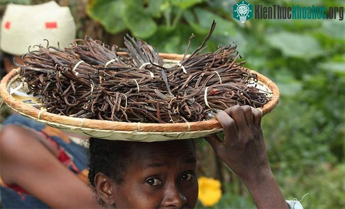 Vani - Loại hương liệu đắt thứ 2 thế giới với cái giá đầy biến động ảnh 2