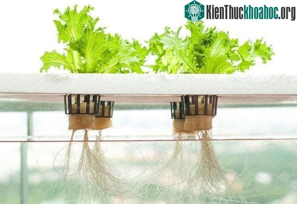 Cây trồng bằng thủy canh thường sinh trưởng và phát triển nhanh, cũng như cho năng suất cao hơn.