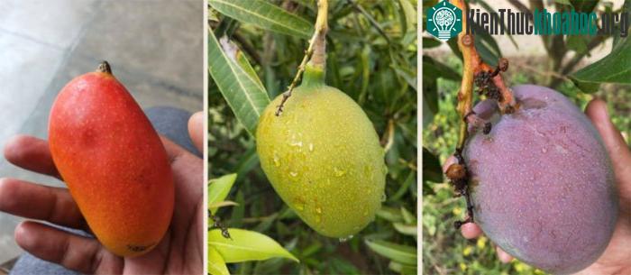Cây xoài nổi tiếng Ấn Độ cho những loại quả khác nhau về cả màu sắc và kích thước.