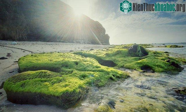 Rêu xanh phủ kín những bãi đá nham thạch ở thắng cảnh Hang Câu.