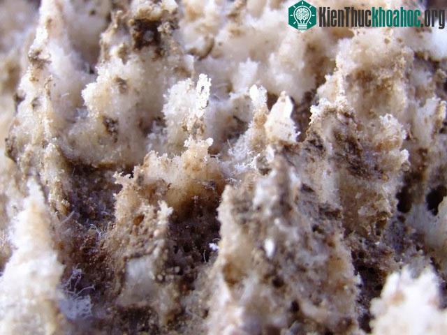 Hình thù kỳ dị của lớp muối khoáng