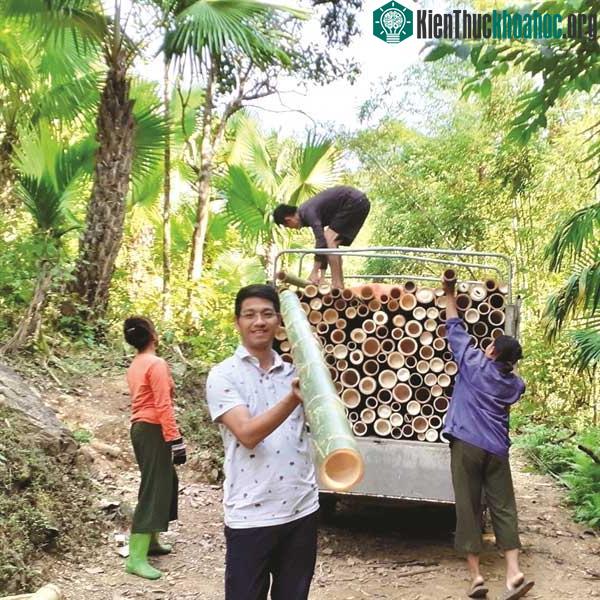 Nguồn nguyên liệu tre ở Việt Nam rất lớn.