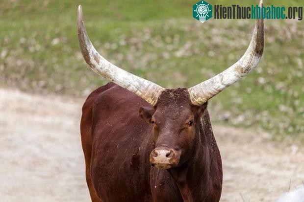 Bò Watusi