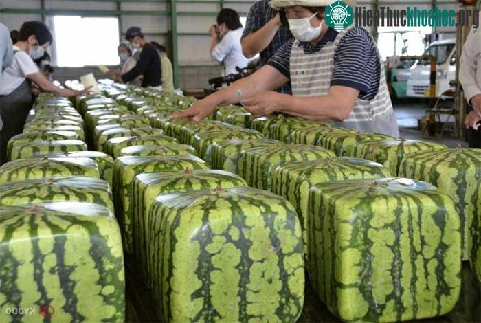 Dưa hấu hình khối vuông ở miền Tây Nhật Bản, ảnh chụp tháng 6/2020.
