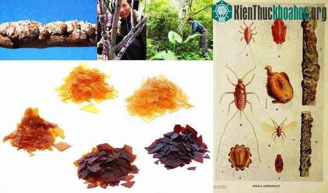 Những gia đình có tổ bọ cánh kiến đỏ trong vườn giống được ví như sở hữu một gia tài.