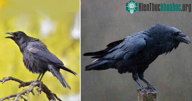 Raven và Crow