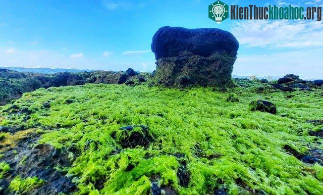 Vẻ đẹp mê hoặc lòng người của "cánh đồng rêu" ở Lý Sơn ảnh 3