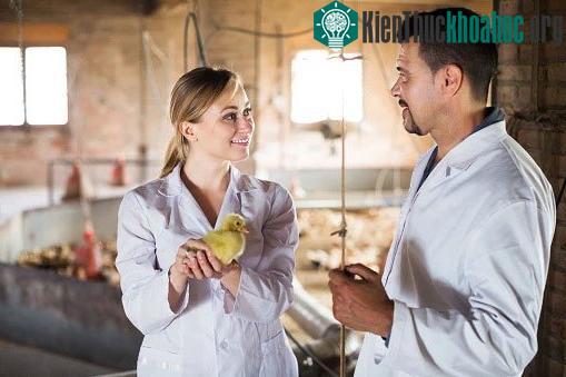 Hiện những giống gà mái đẻ năng suất có thể cho ra 300 trứng/con/năm