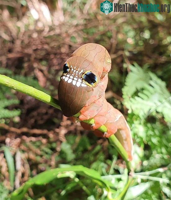 Loài sâu bướm này bắt chước đầu lâu đáng sợ để đe dọa những kẻ săn mồi có ý định tấn công chúng ảnh 3