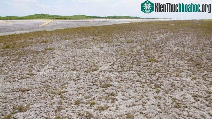Khoảnh đất bao quanh sân bay là một vùng đầm lầy hoang dã.
